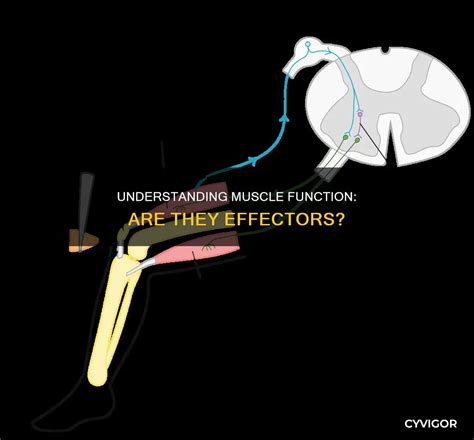 understanding muscle function   effectors cyvigor