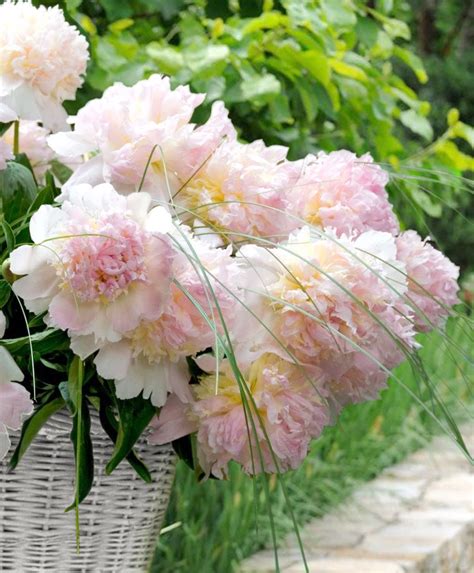 Пион Топ Брасс (Top Brass) 3-5 почек - Московский ОАЗИС