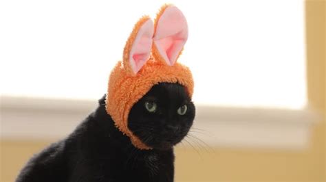 13 Cat Bunny Ears Stock Videos, Footage, & 4K Video Clips - Getty Images