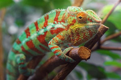 Premium Photo | Panther chameleon