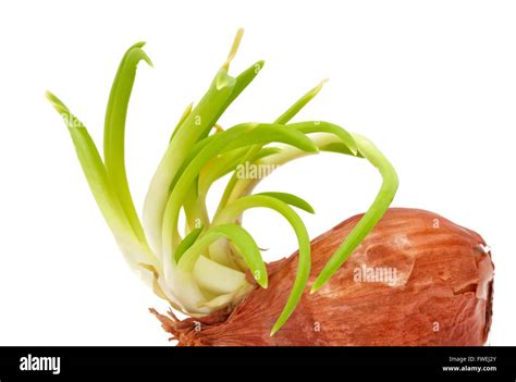 A Sprouting Onion Stock Photo Alamy