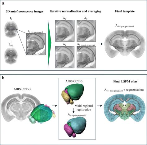 An Optimized Mouse Brain Atlas For Automated Mapping And Quantification