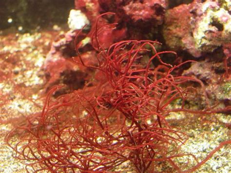 red algae gracilaria spp feedipedia