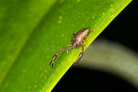 A 3mm Long Book Scorpion with Pincers Stock Photo - Image of ...