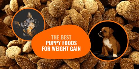 How To Help Dog Gain Weight