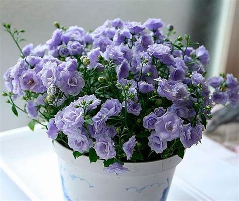 Кампанула (Жених и невеста): уход в домашних условиях, размножение