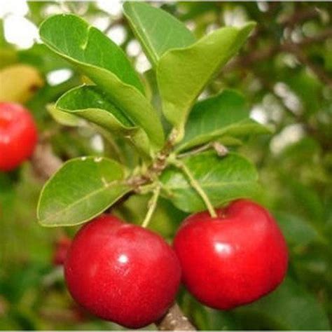 Anak Pokok Ceri Barbados Kebuna Putrajaya