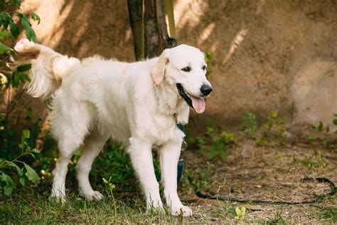 St. John’s Water Dog, The Ancestor Of Amphibious Canines