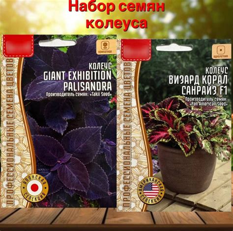 Колеусы Семена растения колеуса набор 2 упаковки - купить по выгодным ...