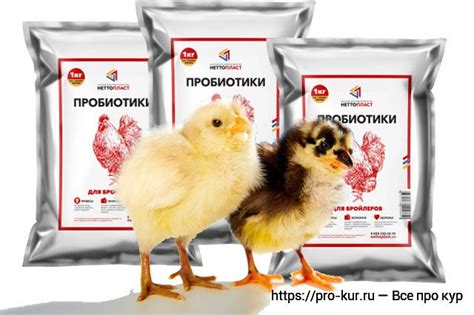 Пробиотики цыплятам и курам список и как давать дозировка