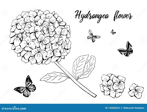 Hydrangea Flower Set With Butterfly Black White Sketch Hand Drawn