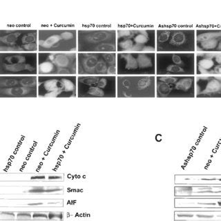 Induction Of Release Of Cytochrome C Smac And AIF From Mitochondria