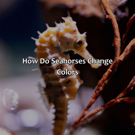 What Color Are Seahorses - colorscombo.com