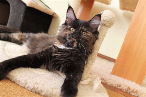 Фото котів і кошенят | Сайт «Мурло»