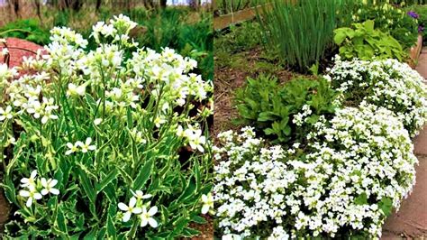 20 красивых неприхотливых цветов, которые стоит посеять в марте ...