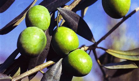 Cultivar Di Olive Da Olio Cosa Sono Caratteristiche Variet Lifegate