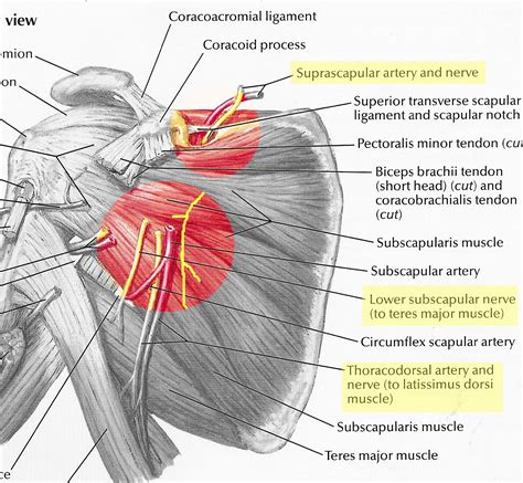 Subscapularis Tendon