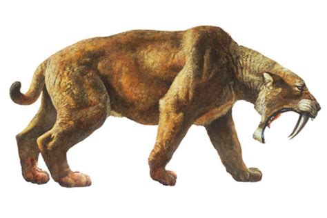 🔥 [70+] Saber Tooth Tiger Wallpapers | WallpaperSafari
