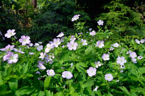 Geranium maculatum (Wild geranium) - Wave Hill