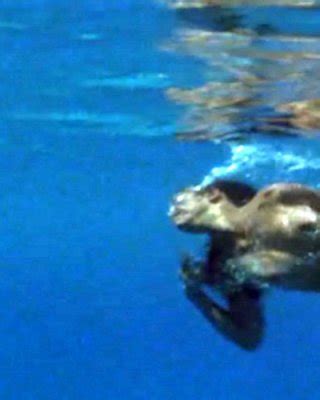 Phoebe Cates Showing Her Nice Big Tits And Hairy Pussy In Water Porn Pictures XXX Photos Sex