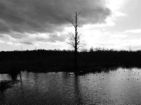 Naked Tree In March In Black And White Photograph By God Bless The Keg Publishing LLC Fine Art