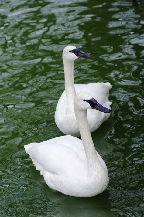 Two White Swans Stock Image Image Of Black Duck Wing 39581155