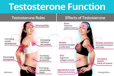 Testosterone Function Roles And Effects Shecares