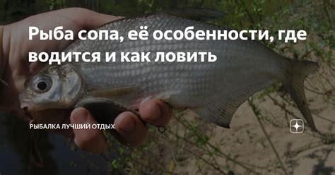 Рыба сопа, её особенности, где водится и как ловить | Рыбалка Лучший ...