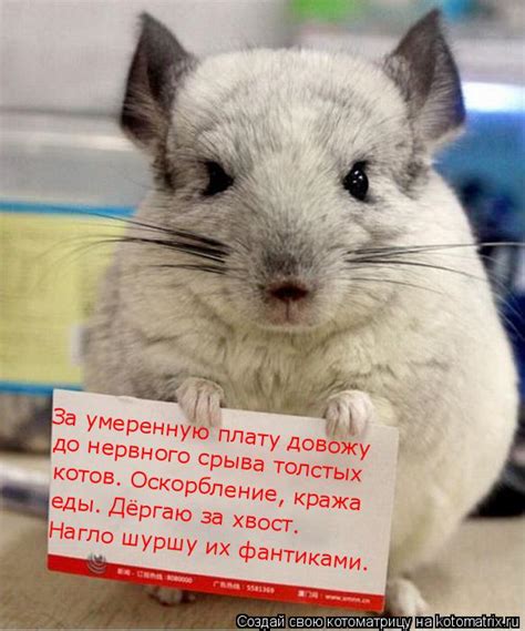 Котоматрица: Случайные котоматрицы