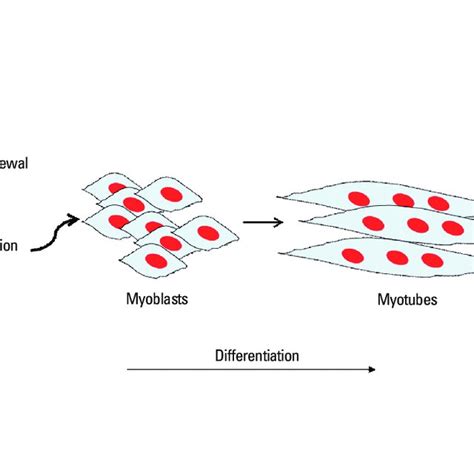 The Self Renewal And Differentiation Capacity Of Satellite Cells