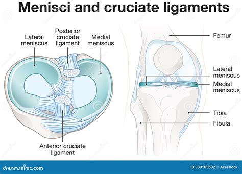 Menisci And Cruciate Ligaments Anatomy Labeled Illustration Royalty