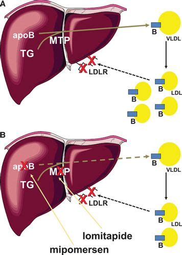 Lomitapide And Mipomersen Circulation