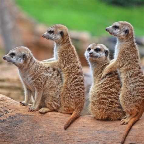 Сурикат: описание, виды, среда обитания, что едят, враги и образ жизни ...