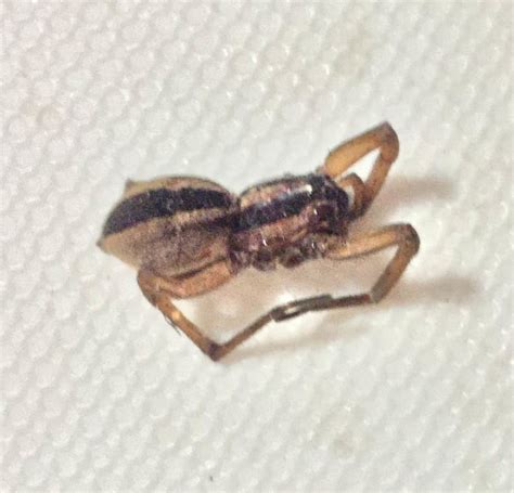 Rabidosa Punctulata Dotted Wolf Spider In Alabama United States