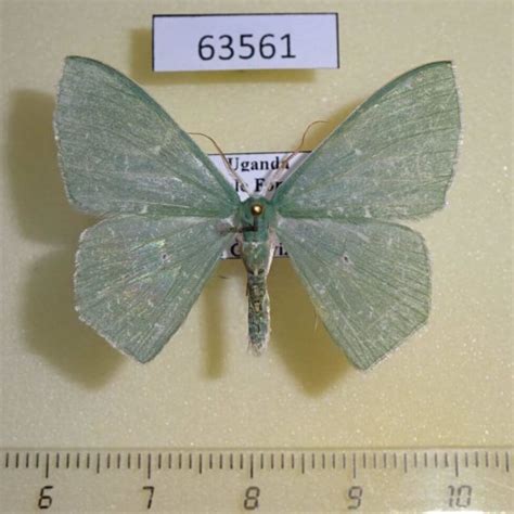 Geometridae Prasinocyma Sp Albinotata Uganda Fareastinsects