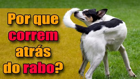 Cachorro correndo atrás do rabo entenda os motivos YouTube