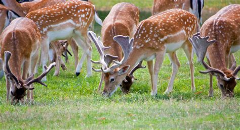 Deer Herd Close Up Free Stock Photo Public Domain Pictures