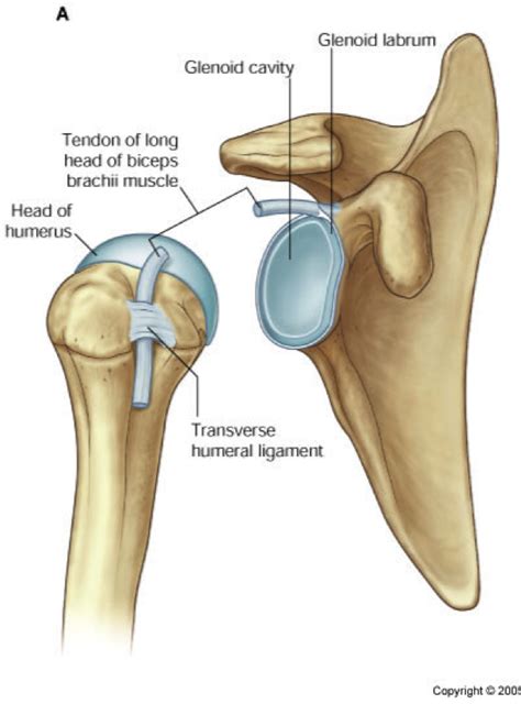 glenoid cavity - Google Search | Biceps brachii muscle, Shoulder ...