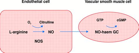 Endothelial Function And Nitric Oxide Clinical Relevance Heart