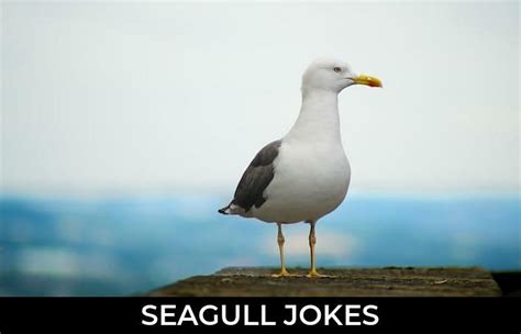 65 Seagull Jokes And Funny Puns Jokojokes