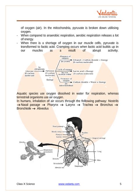 Class 10 Notes Biology Icse Class 10 Biology Chapter 2 Cell Cycle