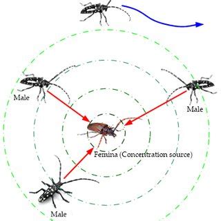 Sex Pheromone Released By The Femina And The Directly Attraction