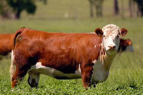 hereford sales beef central