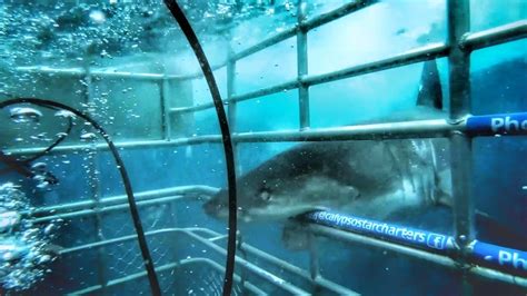 Great White Shark cage dive // Australia - YouTube