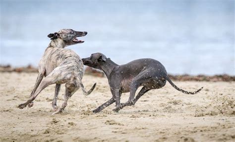 Perros Galgo Temperamento Características Comportamiento Origen
