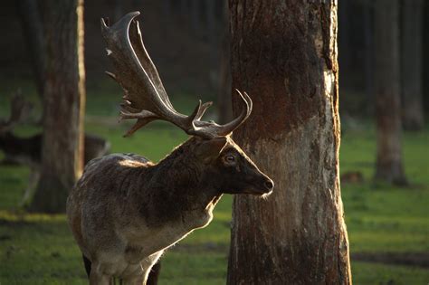 Fallow Deer Fallow Deer Stag Roe Deer Free Stock Photo Public Domain