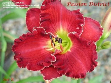 Daylily Passion District Hemerocallis Day Lilies Lily Flower