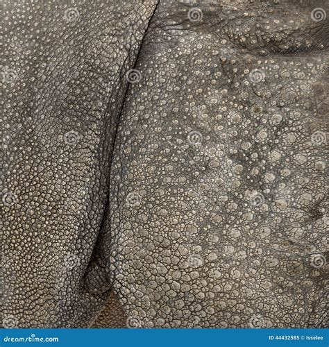 Close-up on Indian Rhinoceros Skin Stock Image - Image of studio