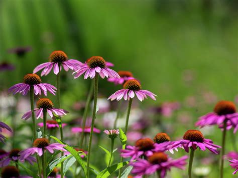 How To Grow Echinacea - Bunnings Australia