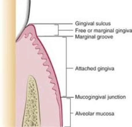 Jaringan Periodontal Pengertian Dan Bagian Bagiannya